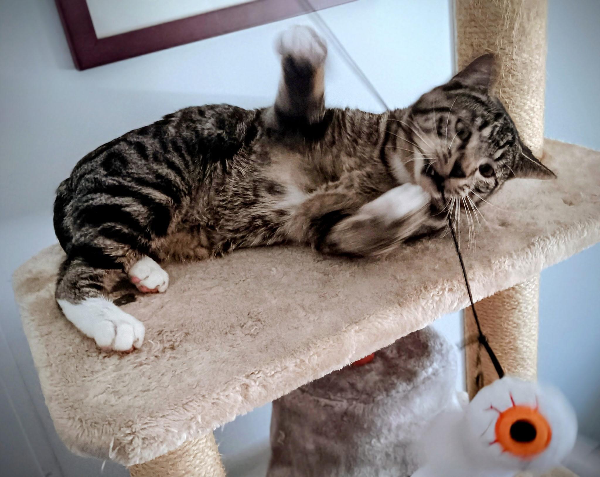 Enlarge Max, a Adoptable Domestic Short Hair in Tampa, FL image 3/5