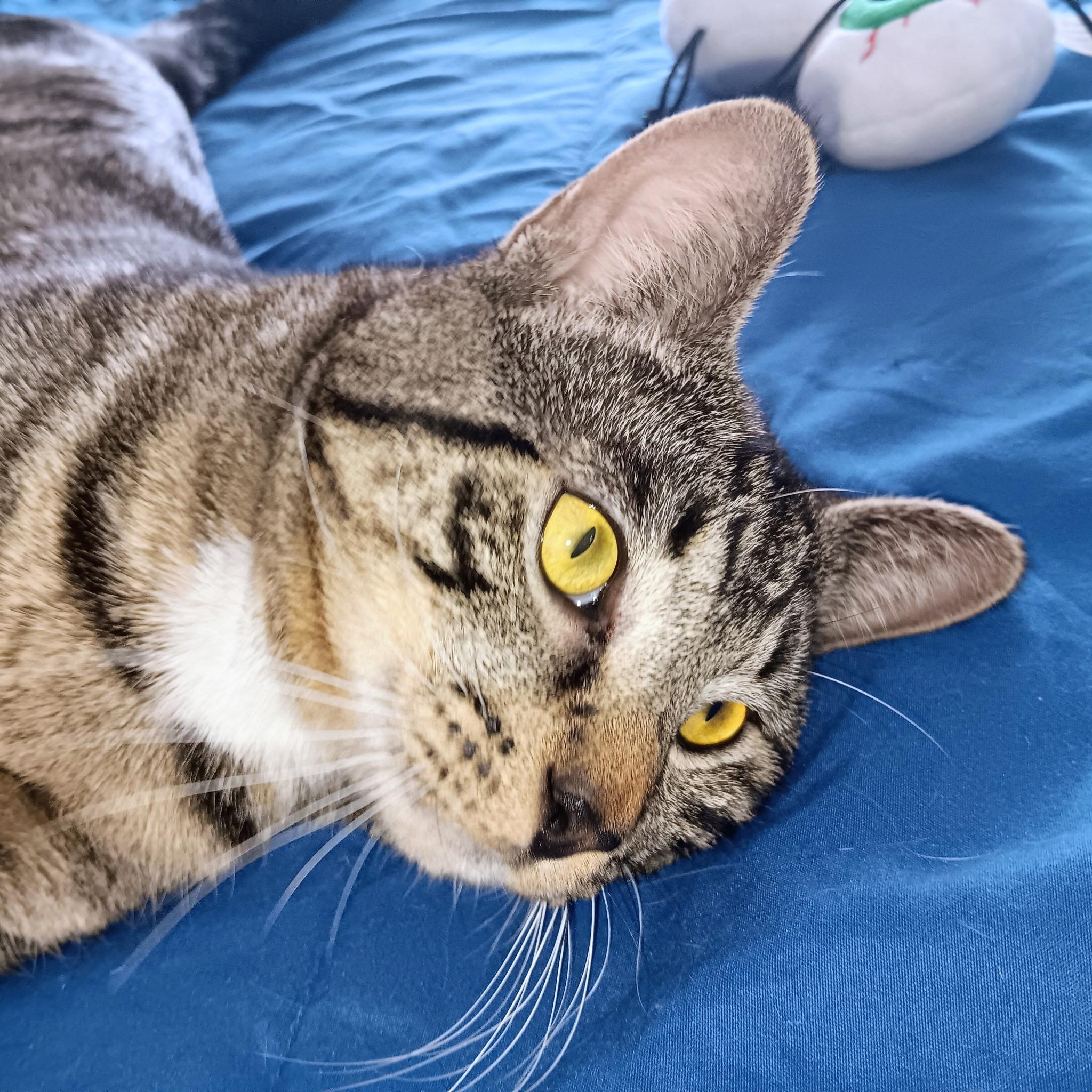 Enlarge Max, a Adoptable Domestic Short Hair in Tampa, FL image 4/5