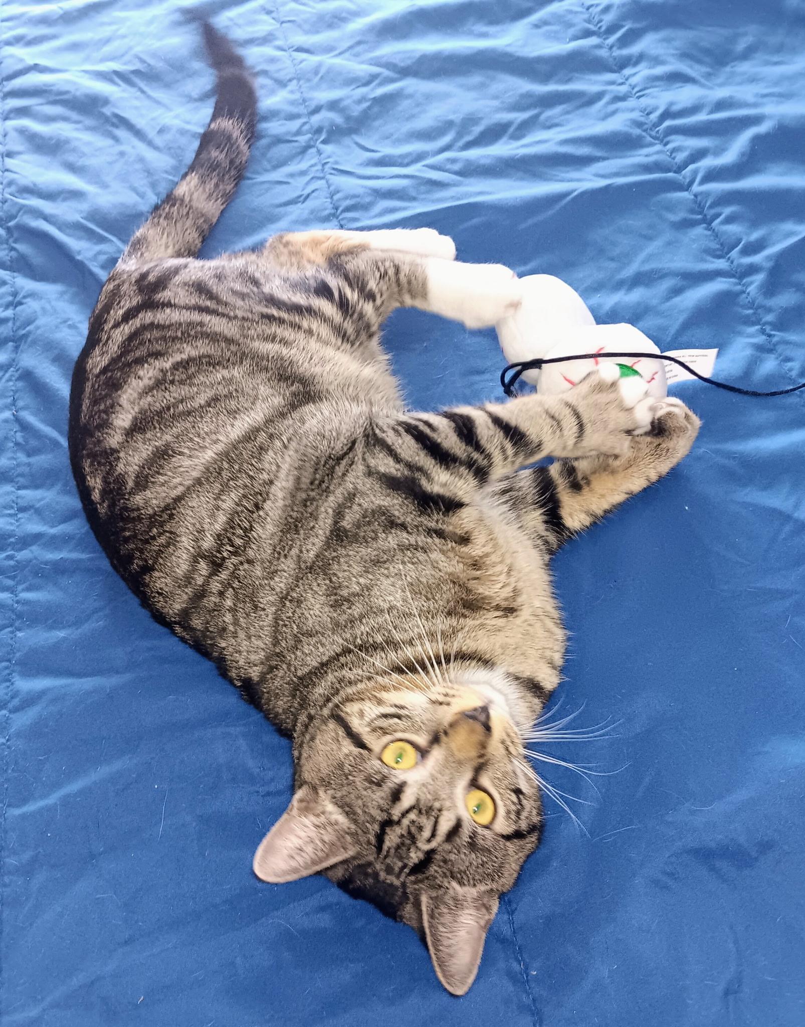 Enlarge Max, a Adoptable Domestic Short Hair in Tampa, FL image 5/5