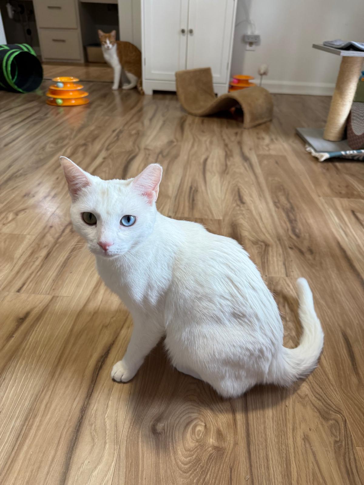 Airy (bonded with Tai), a Adoptable Domestic Short Hair in Sandy Springs, GA image 5/6