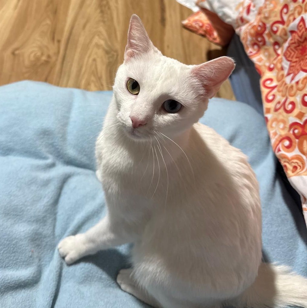 Airy (bonded with Tai), a Adoptable Domestic Short Hair in Sandy Springs, GA image 2/6