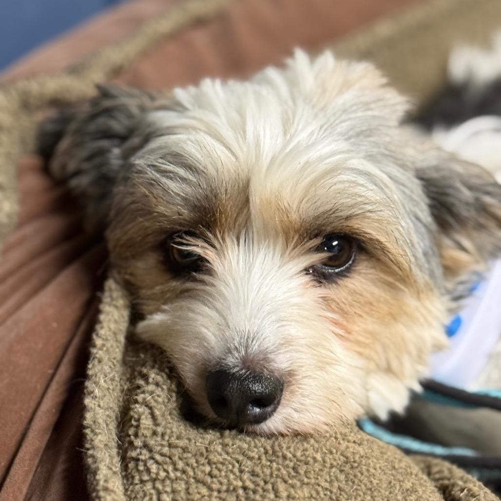 Vanna $400, Adoptable, Adult Female Havanese.