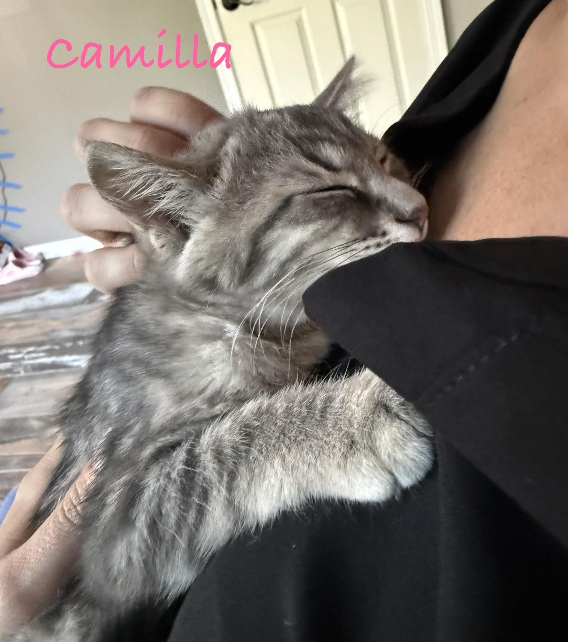 Enlarge Camilla, a Adoptable Domestic Medium Hair in Crystal Lake, IL image 3/6