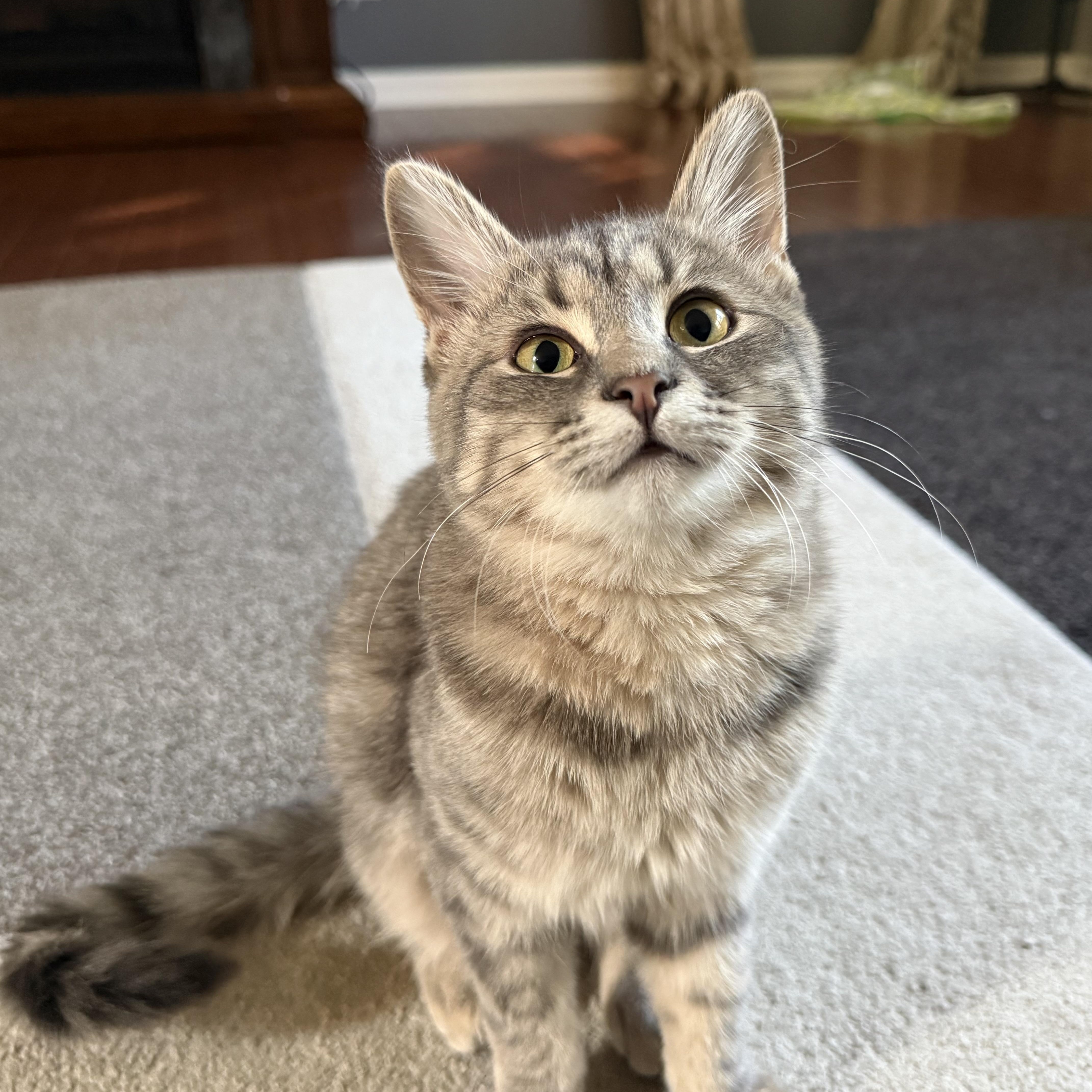 Enlarge Camilla, a Adoptable Domestic Medium Hair in Crystal Lake, IL image 1/6