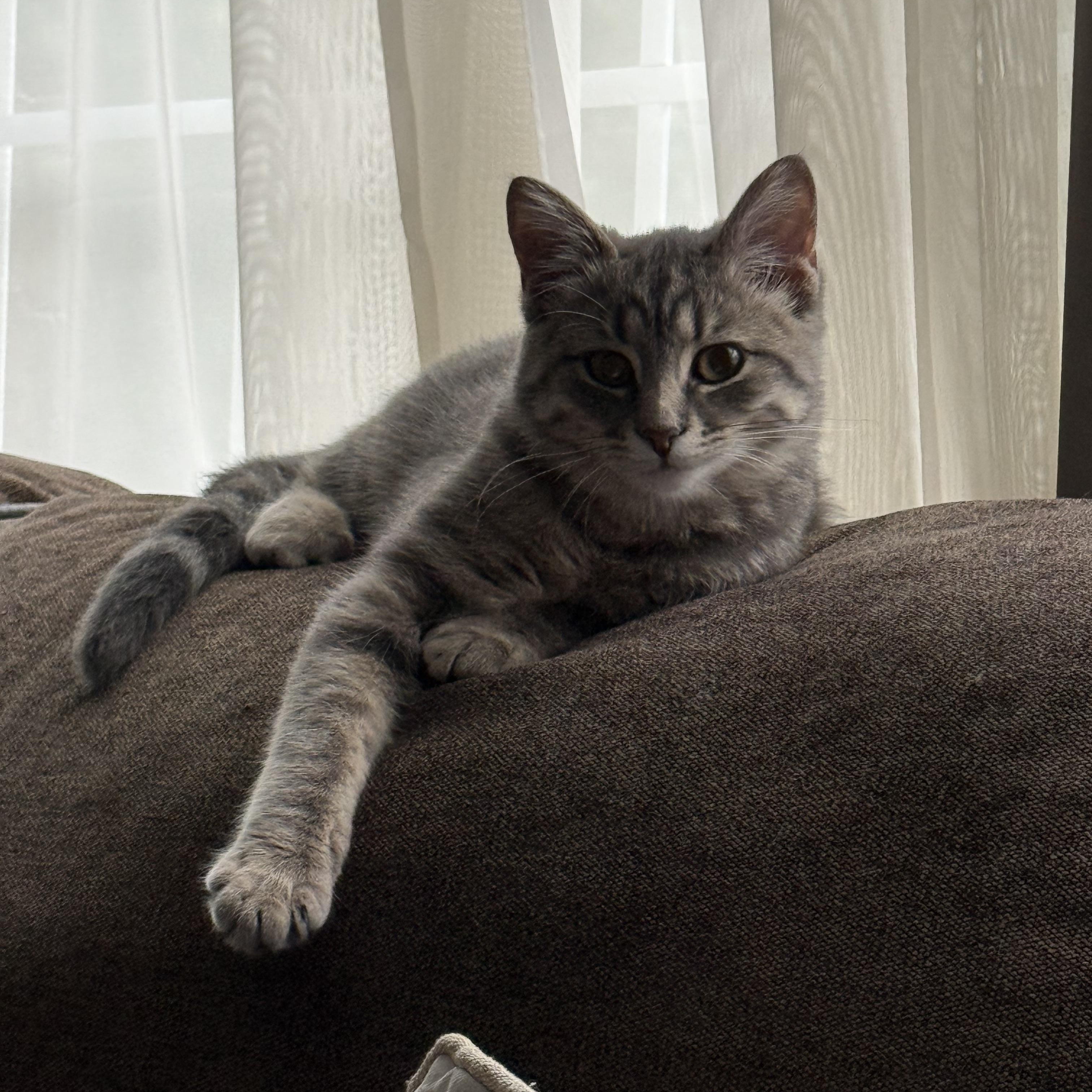 Enlarge Camilla, a Adoptable Domestic Medium Hair in Crystal Lake, IL image 5/6