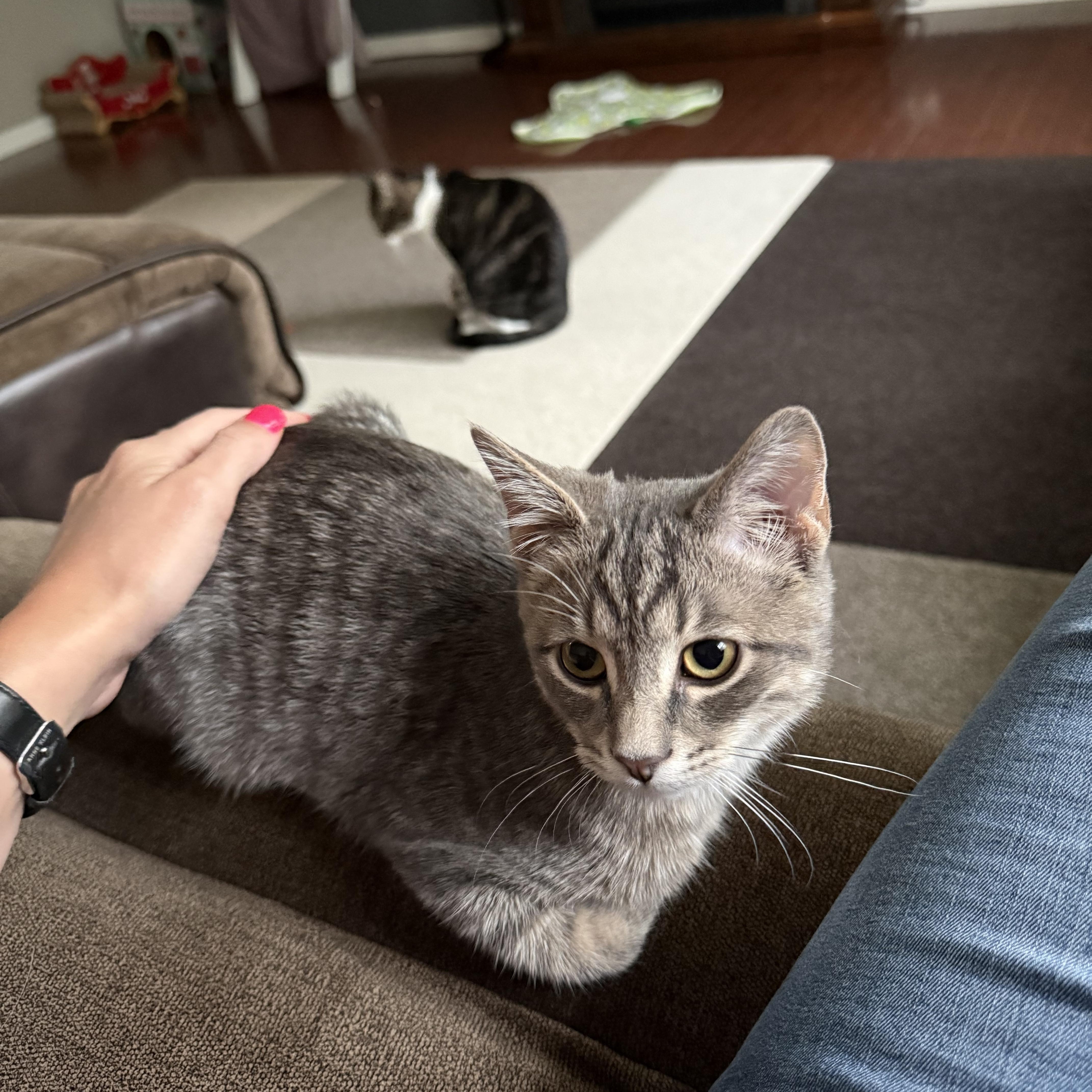 Enlarge Camilla, a Adoptable Domestic Medium Hair in Crystal Lake, IL image 2/6