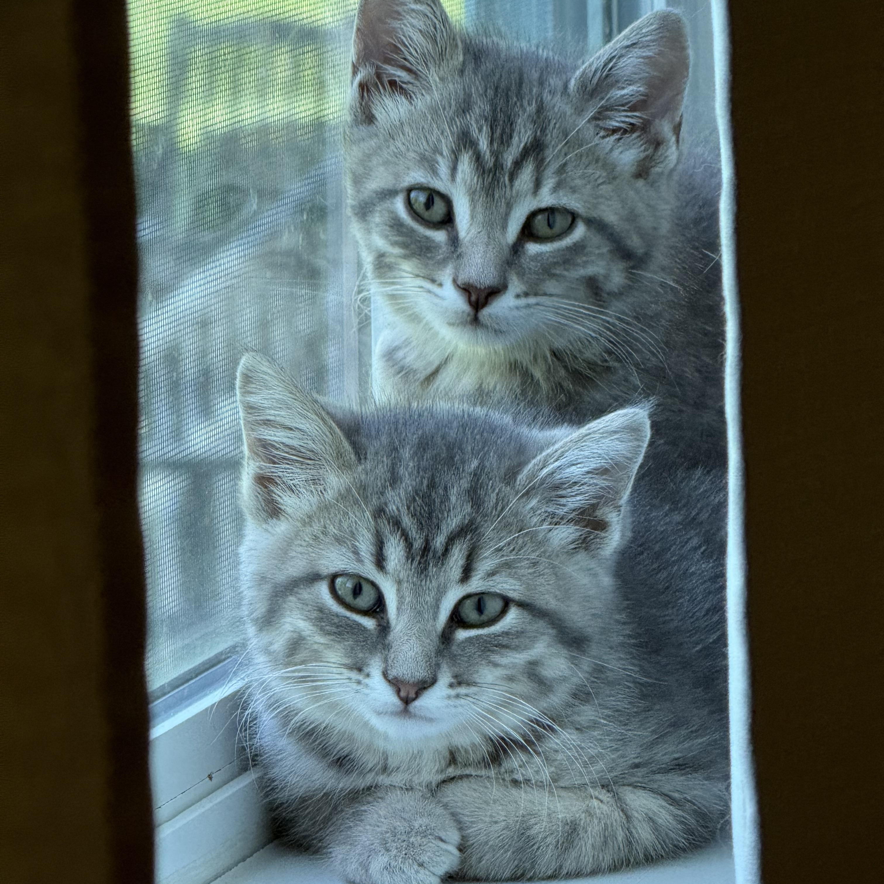 Enlarge Camilla, a Adoptable Domestic Medium Hair in Crystal Lake, IL image 4/6