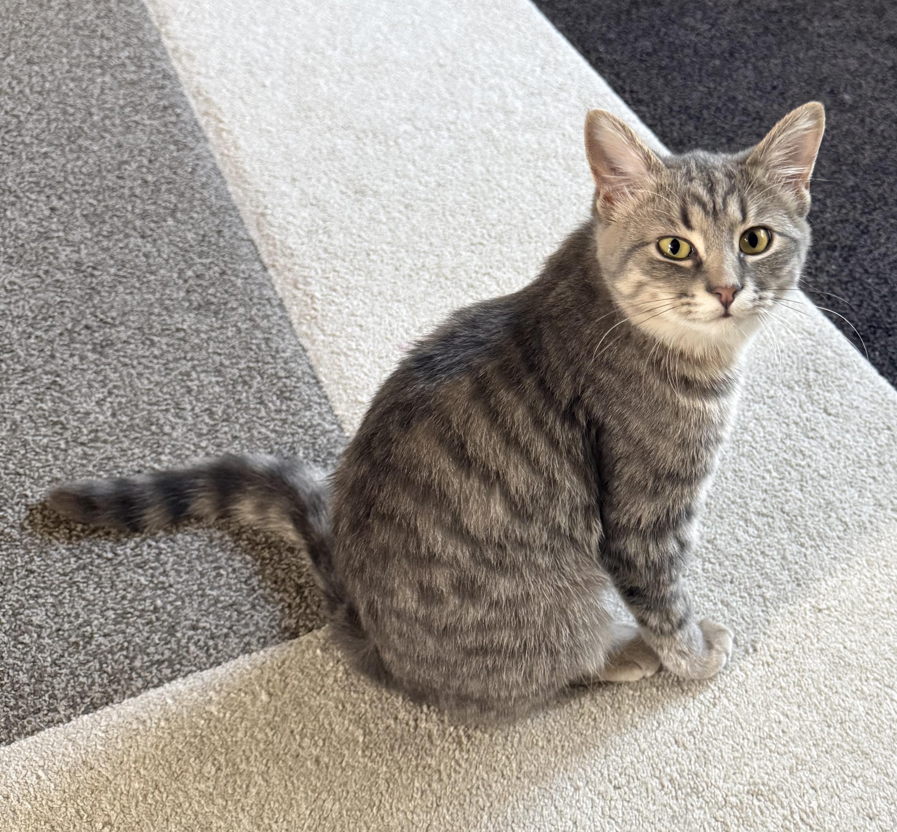 Enlarge Camilla, a Adoptable Domestic Medium Hair in Crystal Lake, IL image 6/6