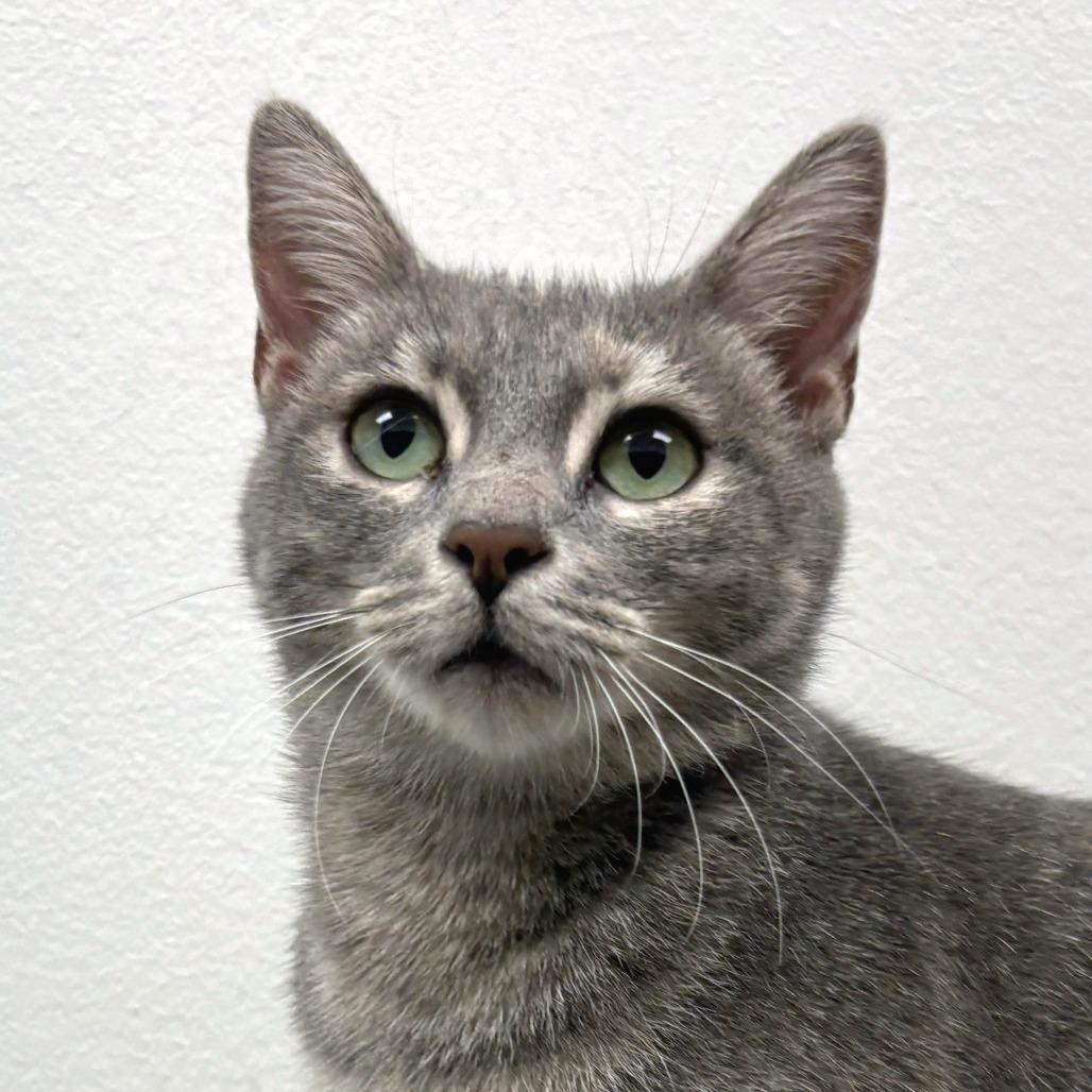 Enlarge Marwa, a Adoptable Domestic Short Hair in Falls Church, VA image 2/3