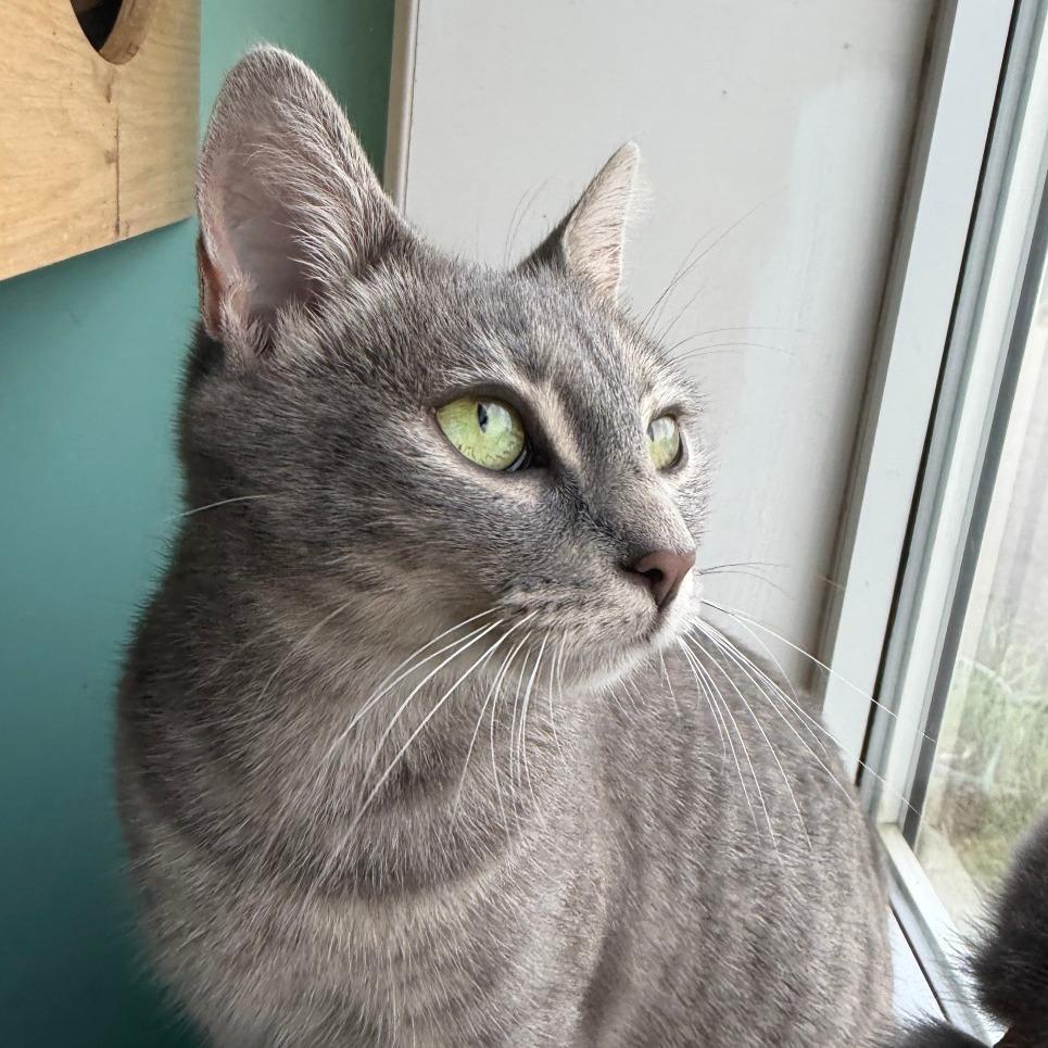 Enlarge Marwa, a Adoptable Domestic Short Hair in Falls Church, VA image 3/3