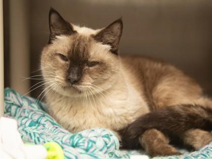 Enlarge Lulu, a Adoptable mixed breed in Scottsdale, AZ image 2/2