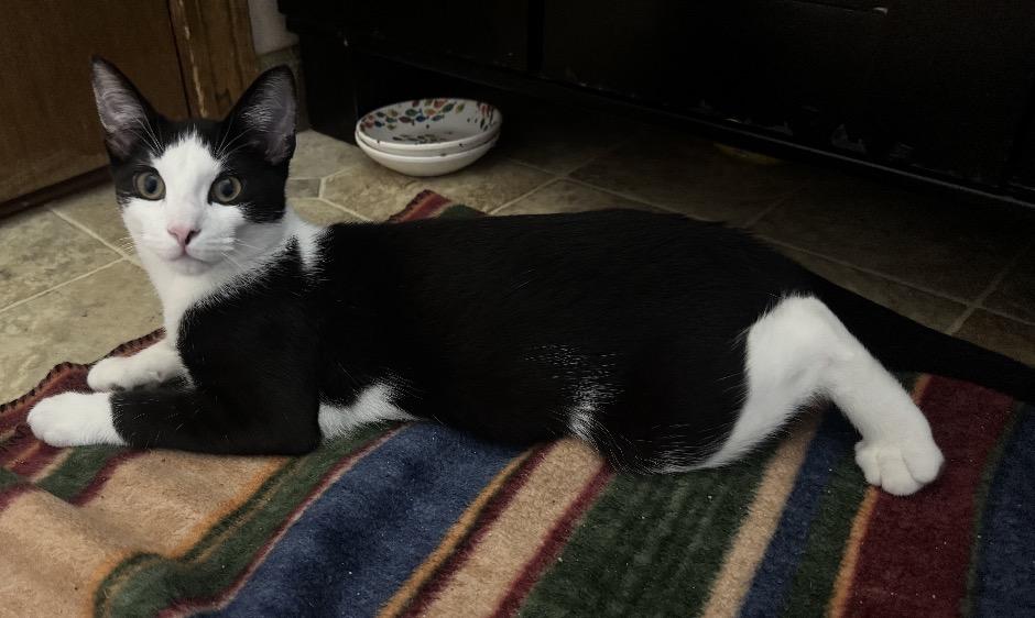 Enlarge Cookie, a Adoptable Domestic Short Hair in Andover, CT image 3/3