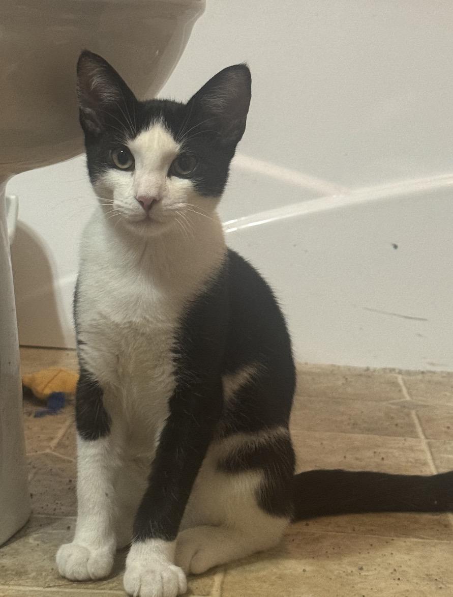 Enlarge Cookie, a Adoptable Domestic Short Hair in Andover, CT image 2/3