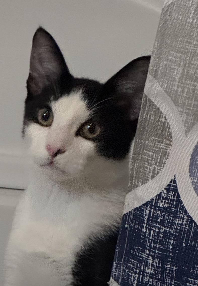 Cookie, Adoptable, Young Male Domestic Short Hair.