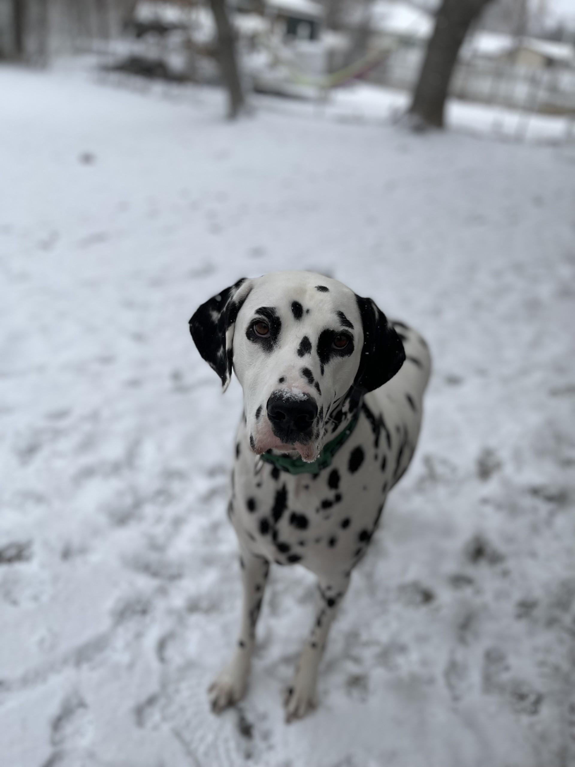 Enlarge Remy (Bonded. with Hagrid)- Spanish Fork, Utah, a Adoptable Dalmatian in Spanish Fork, UT image 1/2