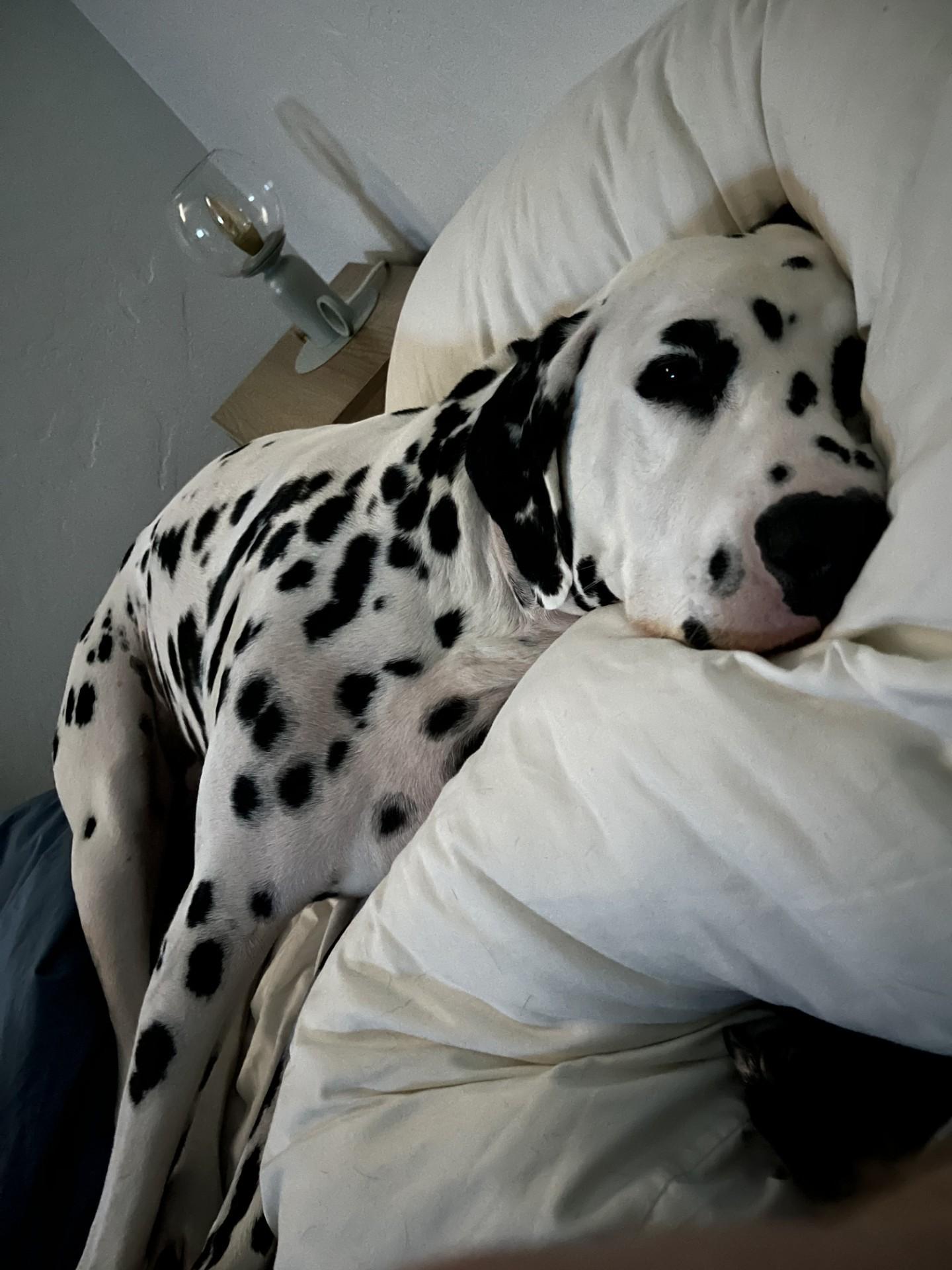 Enlarge Remy (Bonded. with Hagrid)- Spanish Fork, Utah, a Adoptable Dalmatian in Spanish Fork, UT image 2/2
