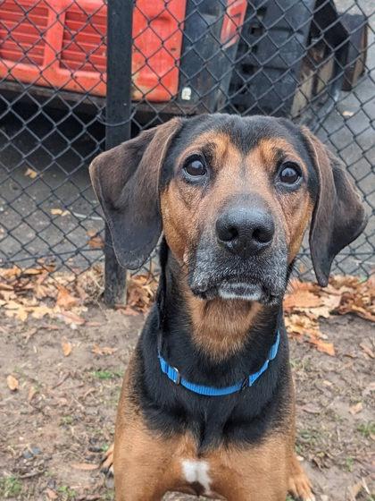 Duke Presley, Adoptable, Adult Male Mixed Breed.