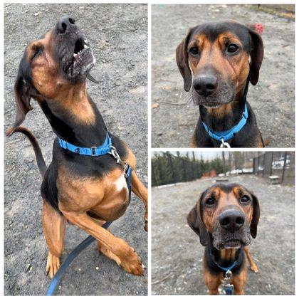 Enlarge Duke Presley, a Adoptable mixed breed in Fairfax, VA image 3/3