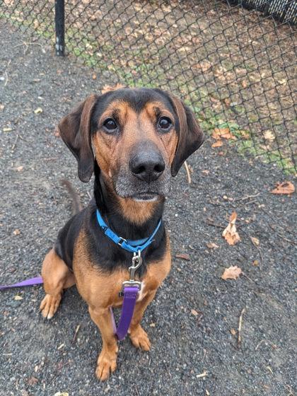 Enlarge Duke Presley, a Adoptable mixed breed in Fairfax, VA image 3/3