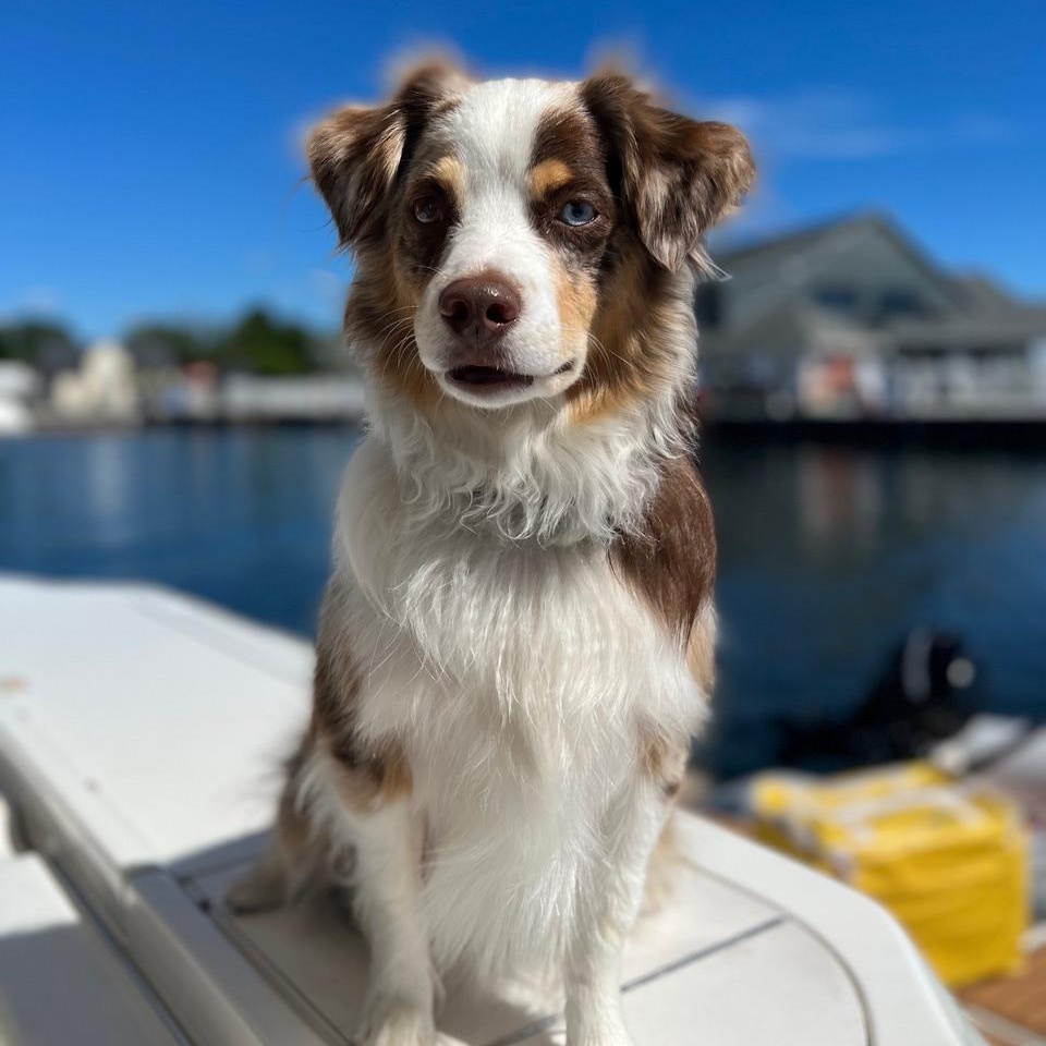 Dax, a ADOPTABLE Australian Shepherd in Westland, MI image 4/6