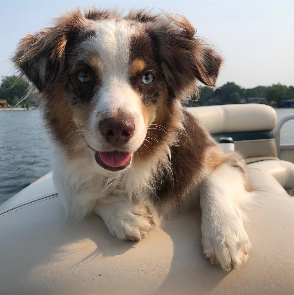 Dax, ADOPTABLE, Adult Male Australian Shepherd.