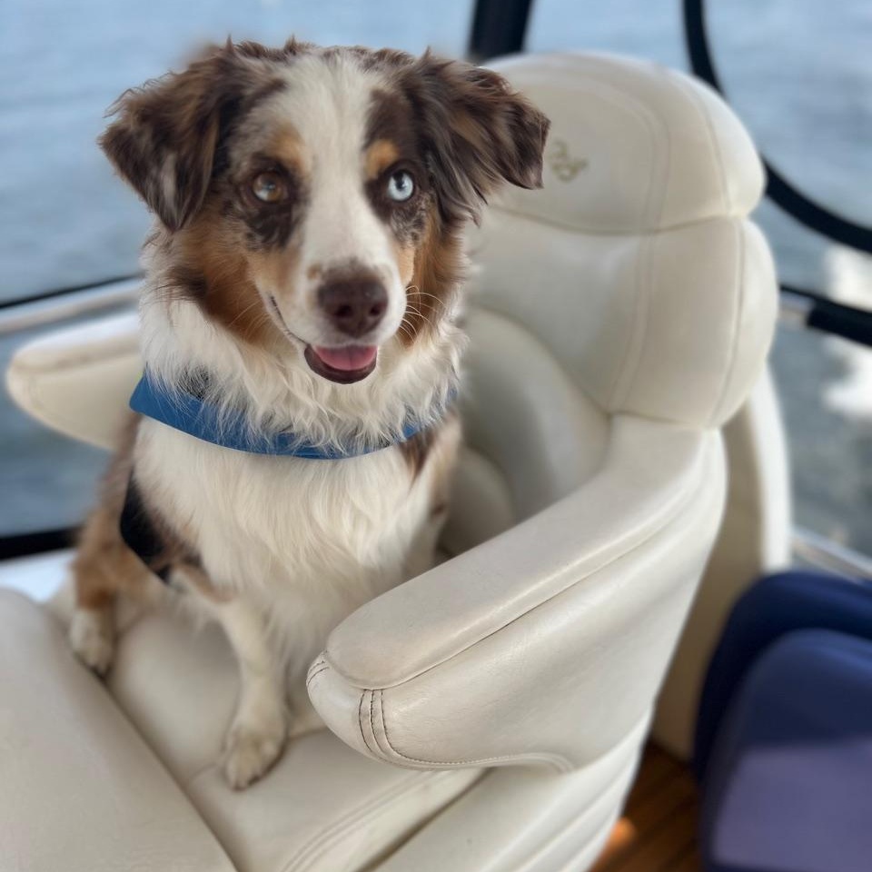 Dax, a ADOPTABLE Australian Shepherd in Westland, MI image 3/6