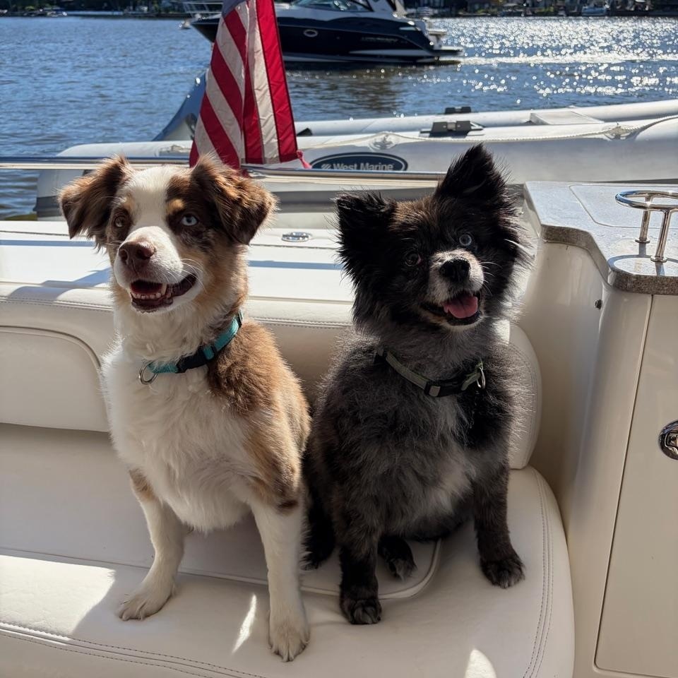 Dax, a ADOPTABLE Australian Shepherd in Westland, MI image 2/6