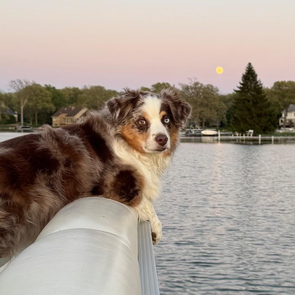 Dax, a ADOPTABLE Australian Shepherd in Westland, MI image 6/6