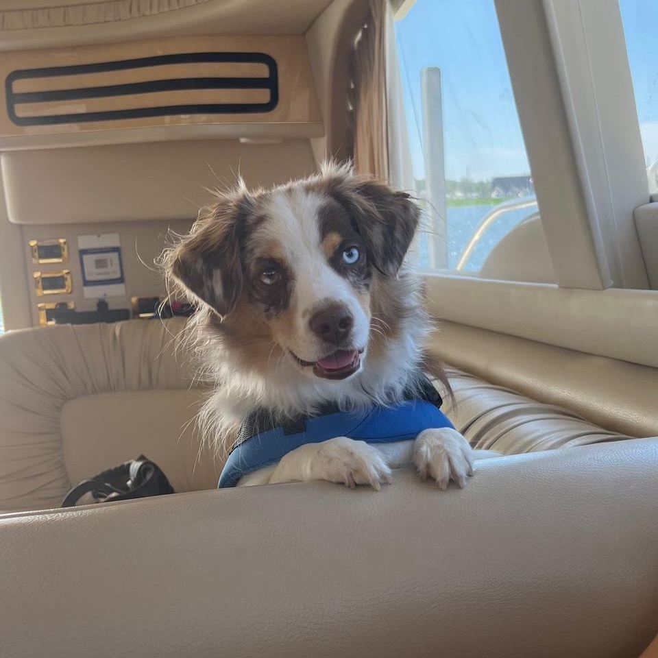 Dax, a ADOPTABLE Australian Shepherd in Westland, MI image 5/6