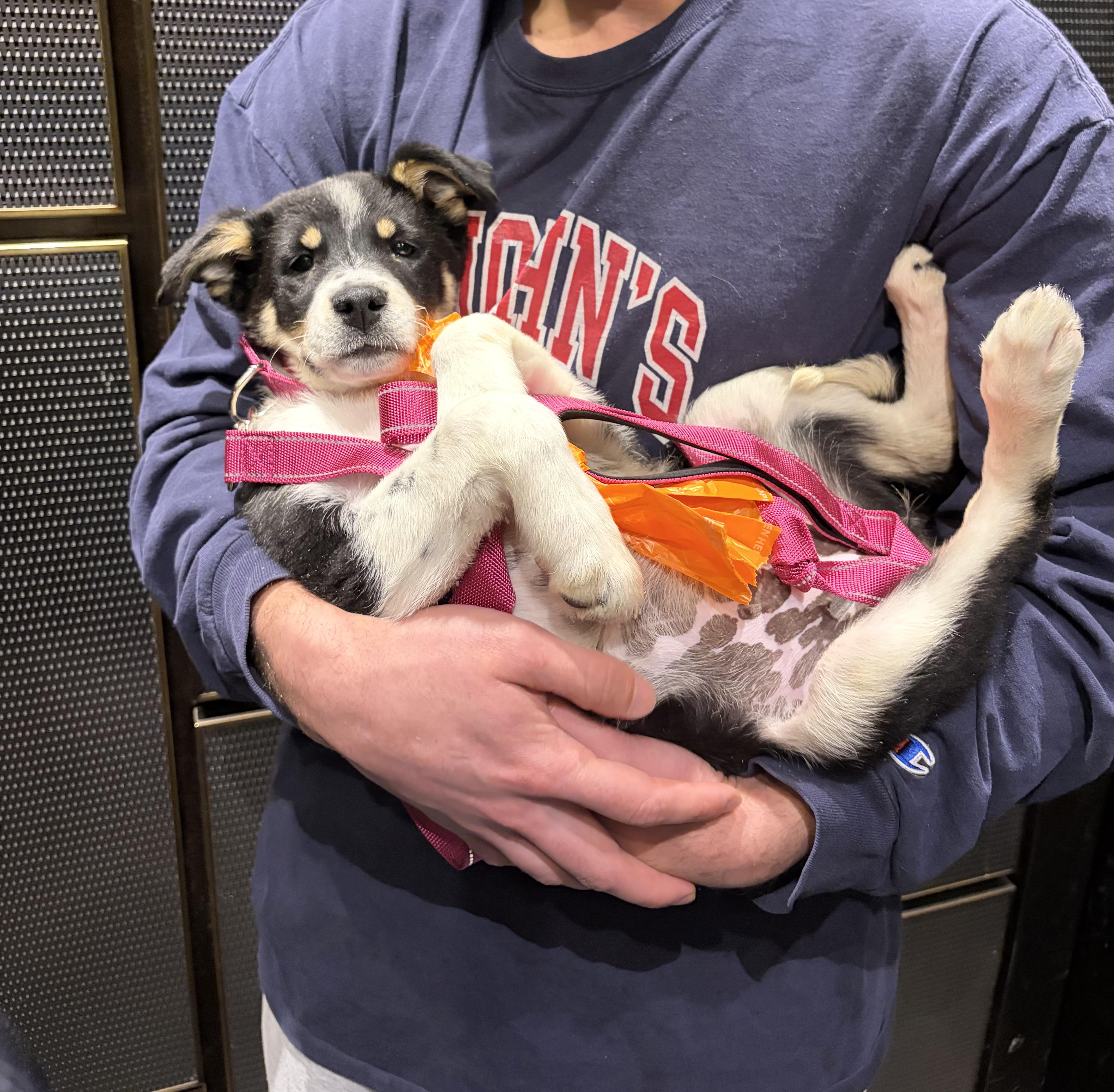 Pippin — thumbnail 3