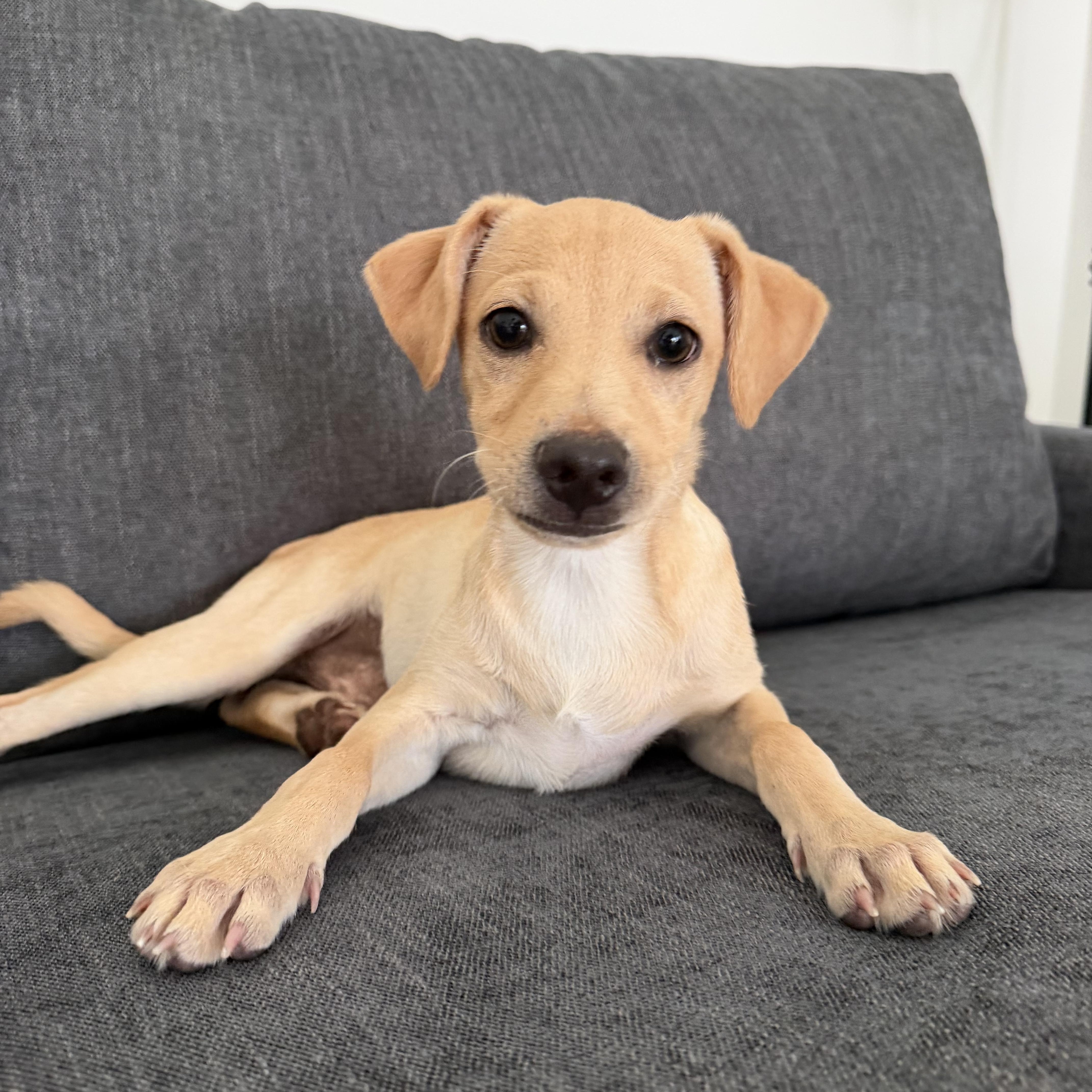 Tortilla, Adoptable, Puppy Male Labrador Retriever.