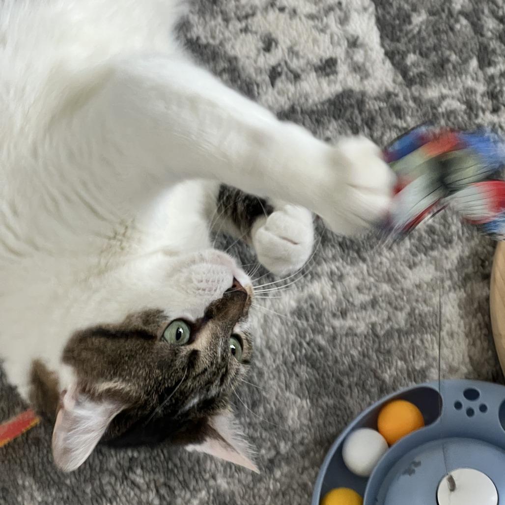 Evelyn, Adoptable, Senior Female Domestic Short Hair.