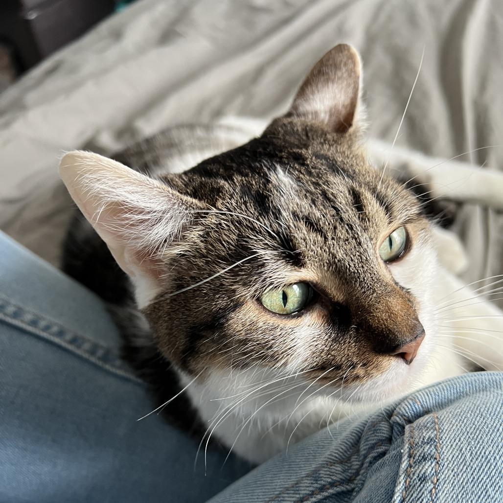 Enlarge Evelyn, a Adoptable mixed breed in Indianapolis, IN image 2/6