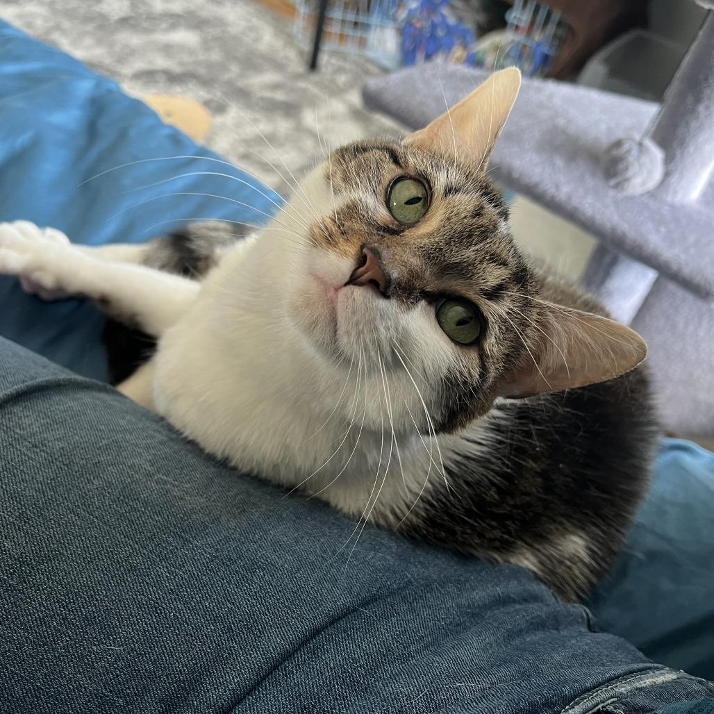 Enlarge Evelyn, a Adoptable mixed breed in Indianapolis, IN image 3/6