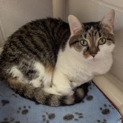 Enlarge Evelyn, a Adoptable mixed breed in Indianapolis, IN image 5/6