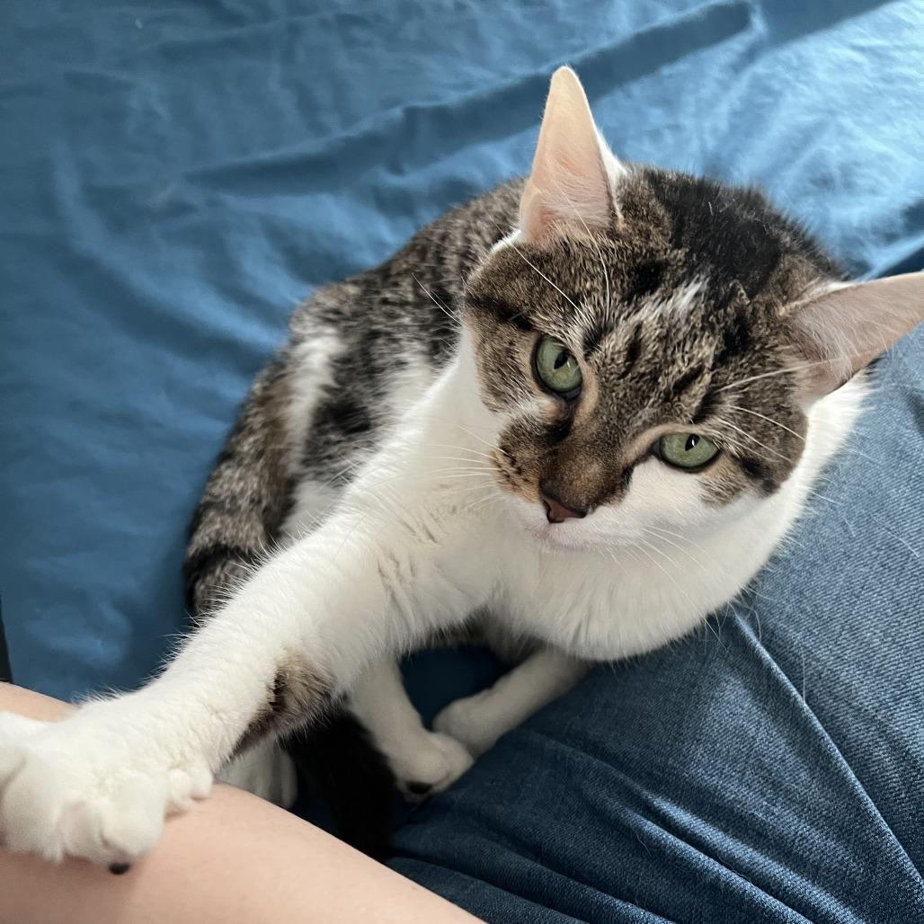 Enlarge Evelyn, a Adoptable mixed breed in Indianapolis, IN image 4/6