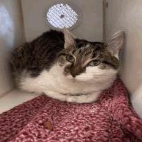 Enlarge Evelyn, a Adoptable mixed breed in Indianapolis, IN image 5/6