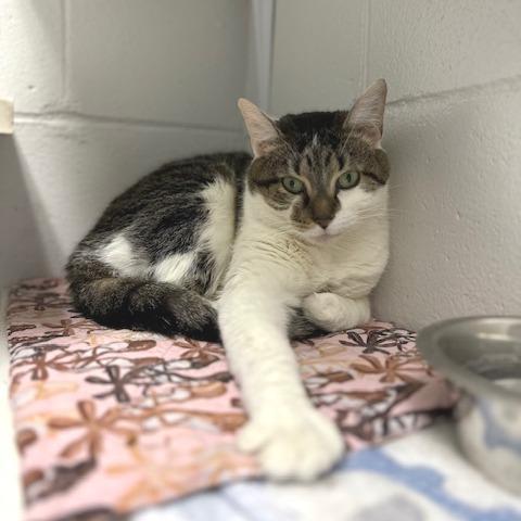 Enlarge Evelyn, a Adoptable mixed breed in Indianapolis, IN image 6/6