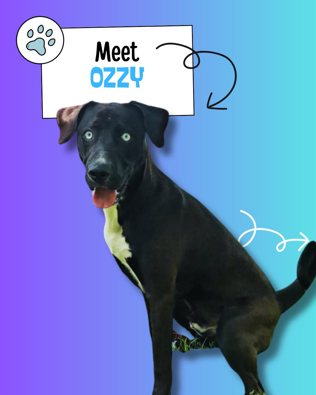 Enlarge Ozzy, a other mixed breed in Sulphur, KY image 2/4