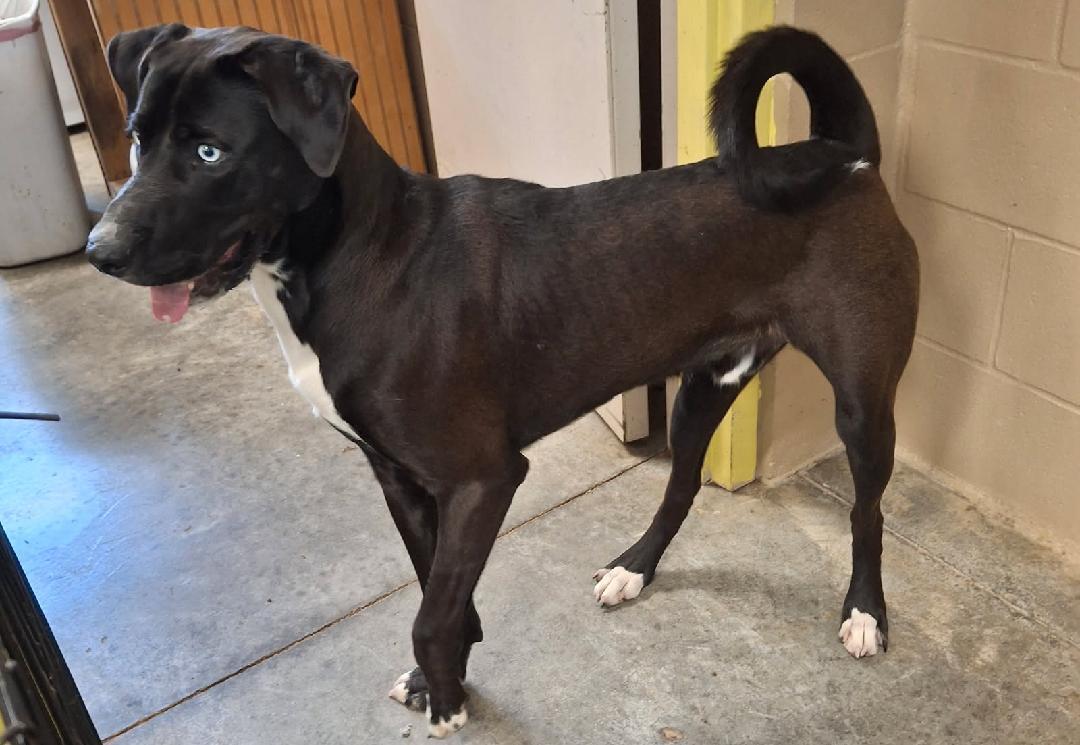 Enlarge Ozzy, a other mixed breed in Sulphur, KY image 4/4