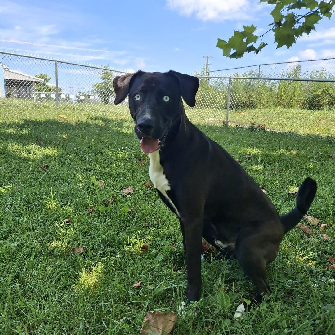 Enlarge Ozzy, a other mixed breed in Sulphur, KY image 3/4