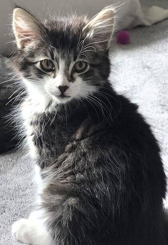 Enlarge Tarragon & Thyme - Bonded pair, an adopted mixed breed in Fair Oaks, CA image 2/3