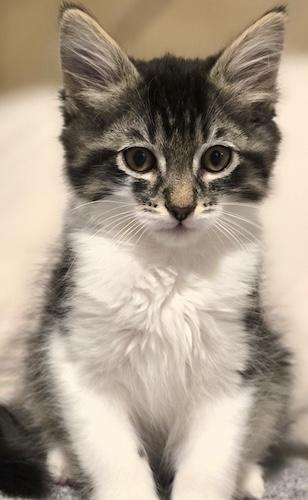 Enlarge Tarragon & Thyme - Bonded pair, an adopted mixed breed in Fair Oaks, CA image 3/3