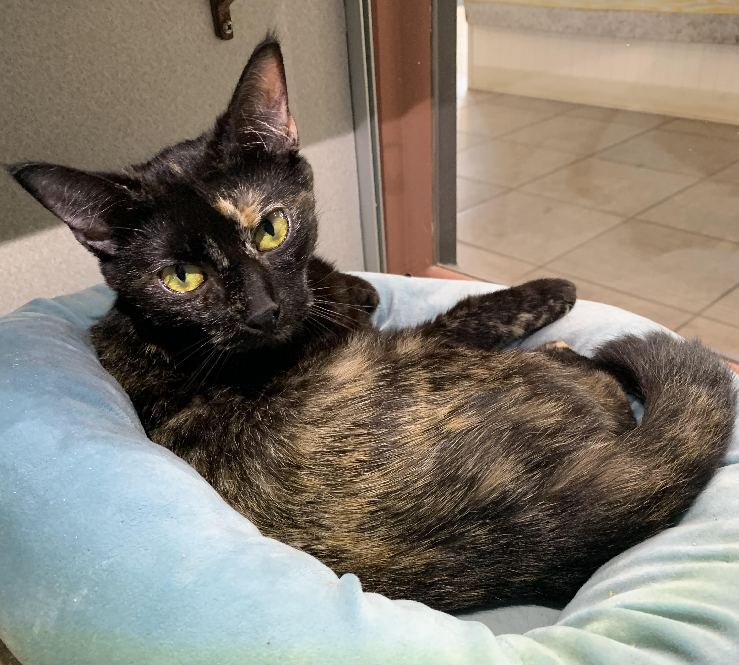 Enlarge Chloe, a ADOPTABLE mixed breed in Massena, NY image 1/1