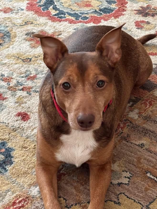 Brownie, Adoptable, Adult Male Mixed Breed.