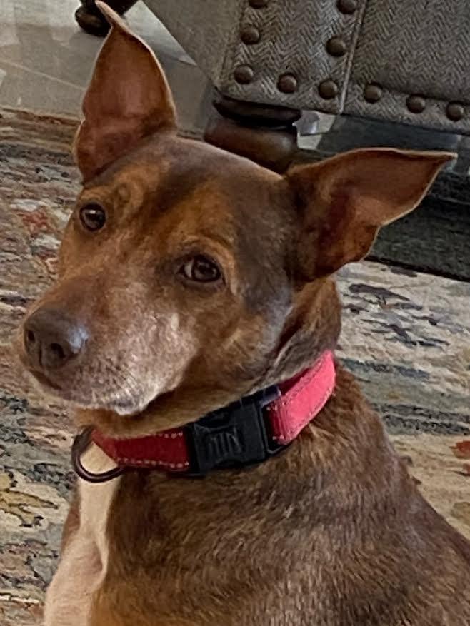 Enlarge Brownie, a Adoptable mixed breed in Crossville, TN image 2/6