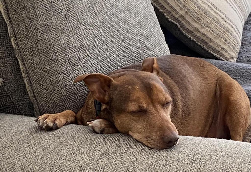 Enlarge Brownie, a Adoptable mixed breed in Crossville, TN image 3/6