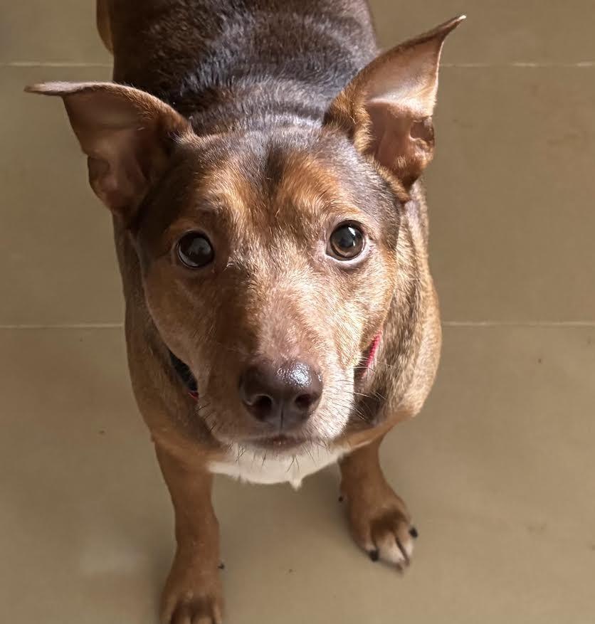 Enlarge Brownie, a Adoptable mixed breed in Crossville, TN image 4/6