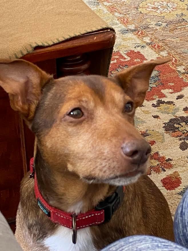 Enlarge Brownie, a Adoptable mixed breed in Crossville, TN image 5/6