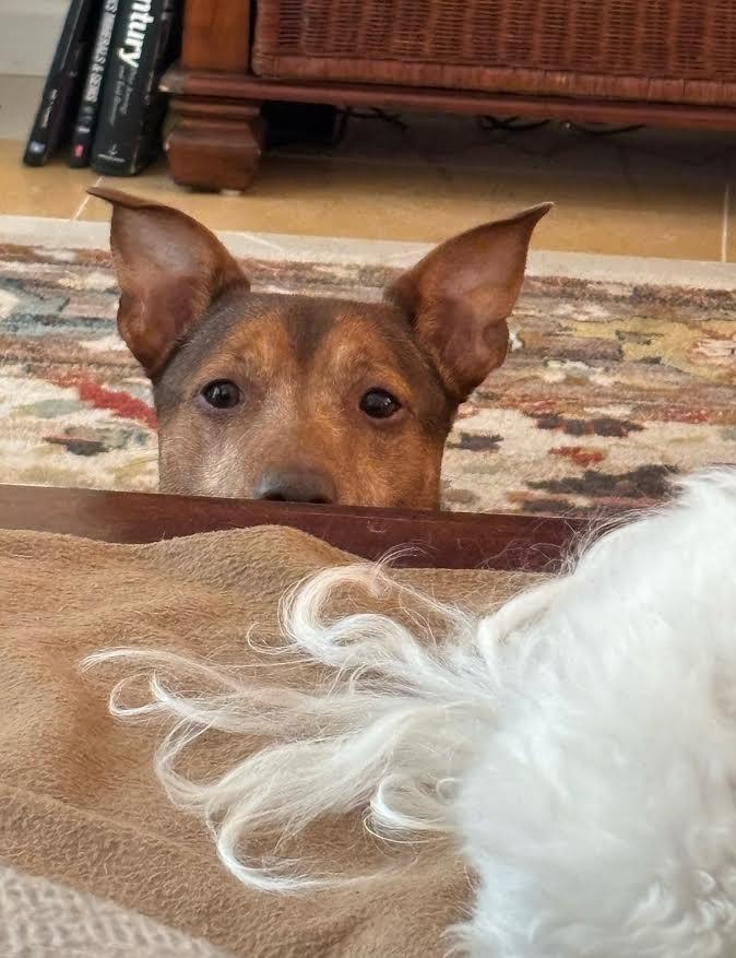 Enlarge Brownie, a Adoptable mixed breed in Crossville, TN image 6/6